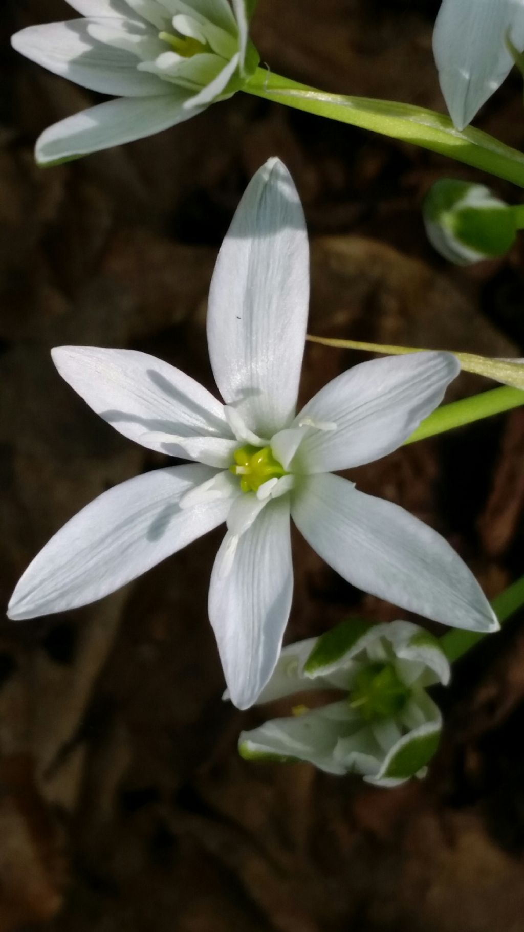 Ornithogalum sp. (Asparagaceae)